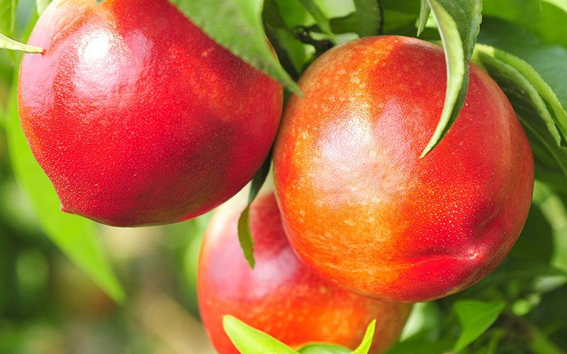 شلیل سایکینگ؛ انجیری ردگلد حاوی مس پتاسیم درمان سرطان