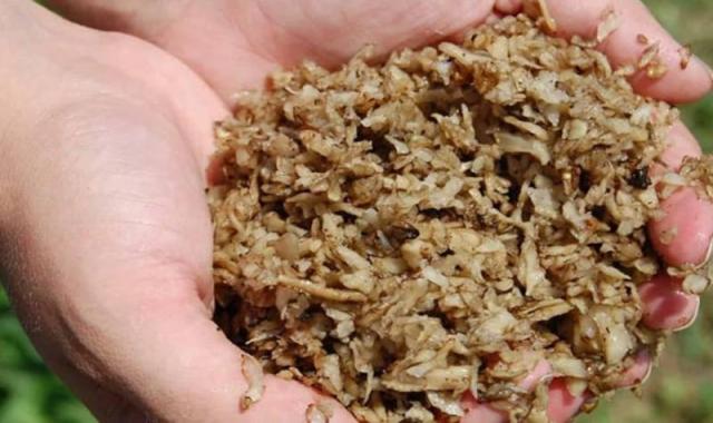 تفاله چغندر قند قزوین؛ افزایش وزن دام کالری بالا حاوی probiotic