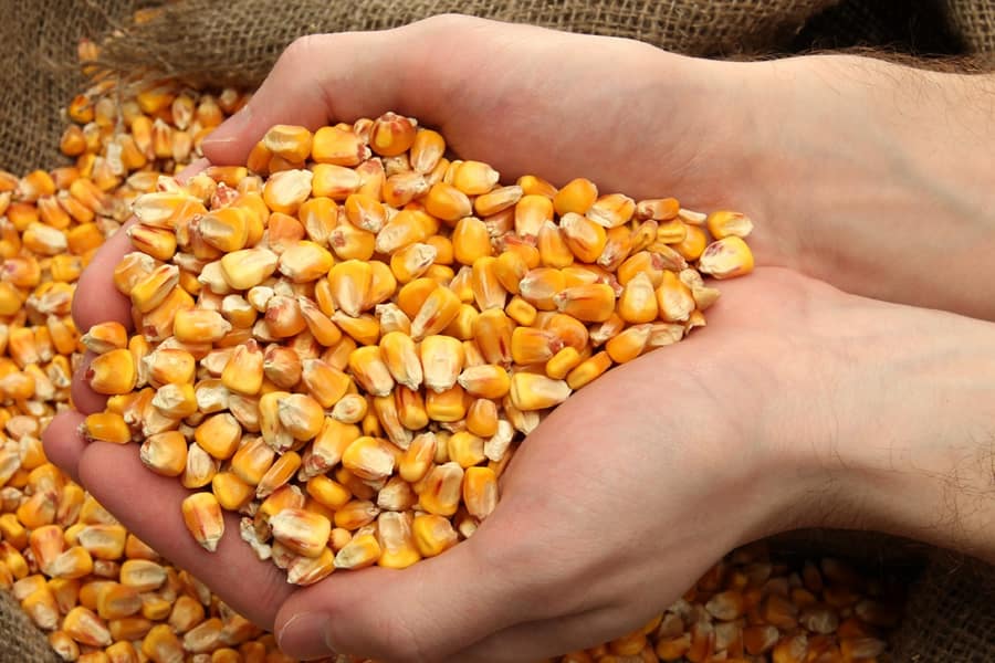 ذرت خوراک دام و طیور؛ درشت خشک حاوی پروتئین نشاسته