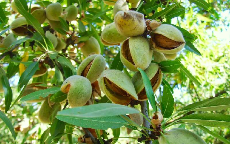 بادام درختی با پوست امسال؛ کاغذی مامایی منقا 3 طعم خام بوداده نمکی