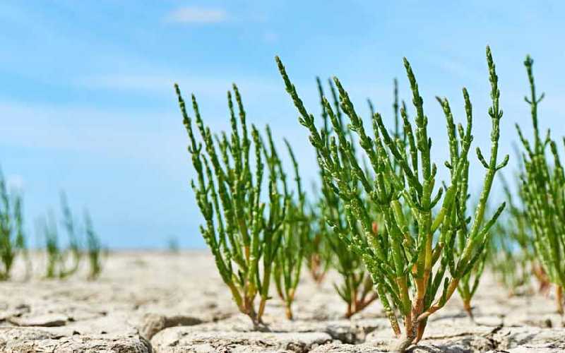 سالیکورنیا کاشت؛ گیاه شورپسند سریع الرشد سس ترشی سالاد