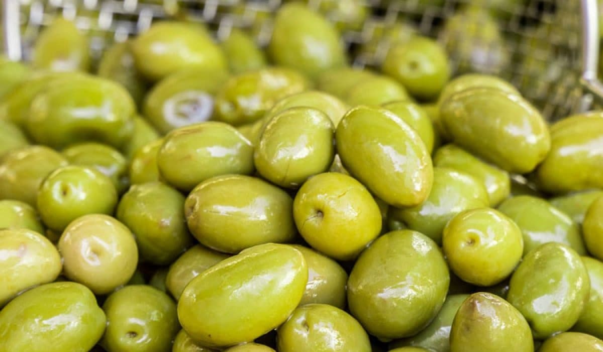 زیتون تازه 1401؛ سبز سیاه 2 مصرف دارویی خوراکی