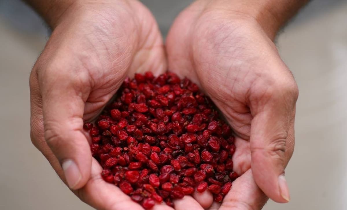 زرشک خشک؛ بی هسته با هسته کنترل قند فشار خون منطقه Iran