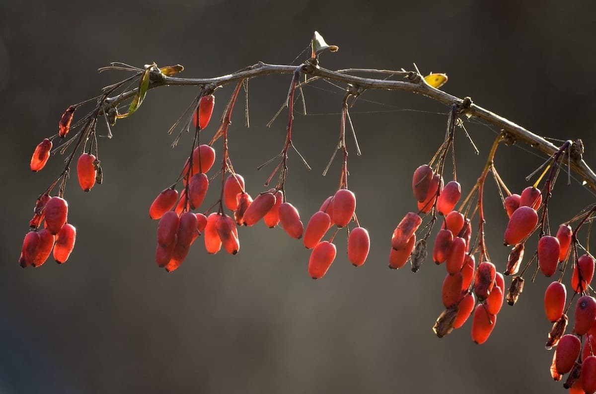 زرشک تازه در مشهد؛ طعم ترش دارای ویژگی ضد باکتری قارچ منبع Vitamin C