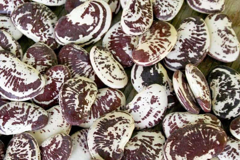 لوبیا عروس خمین (حبوبات) حاوی آنتی اکسیدان رنگ قرمز با خطوط سفید