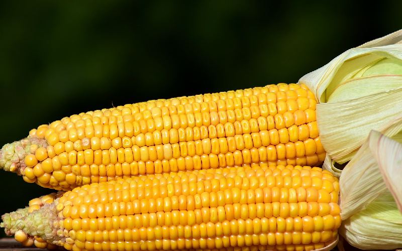 ذرت علوفه ای فله (خوراک دام) طبیعی بدون مواد افزودنی دارای کربوهیدرات