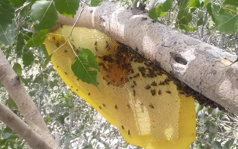 عسل وحشی جنگلی (انگبین) ارگانیک خالص شفاف