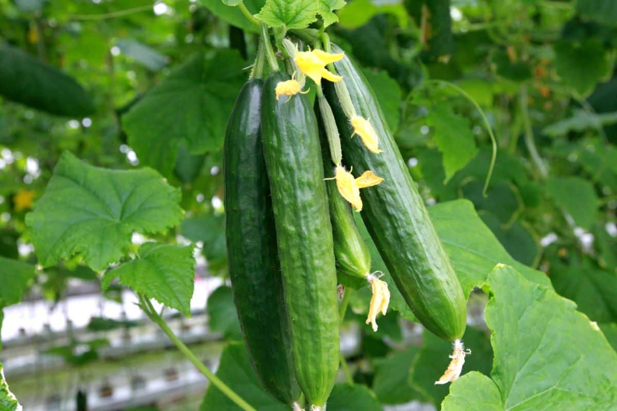 خیار گلخانه ای امروز اصفهان؛ درمان اگزما آرتروز نقرس حاوی Vitamin K