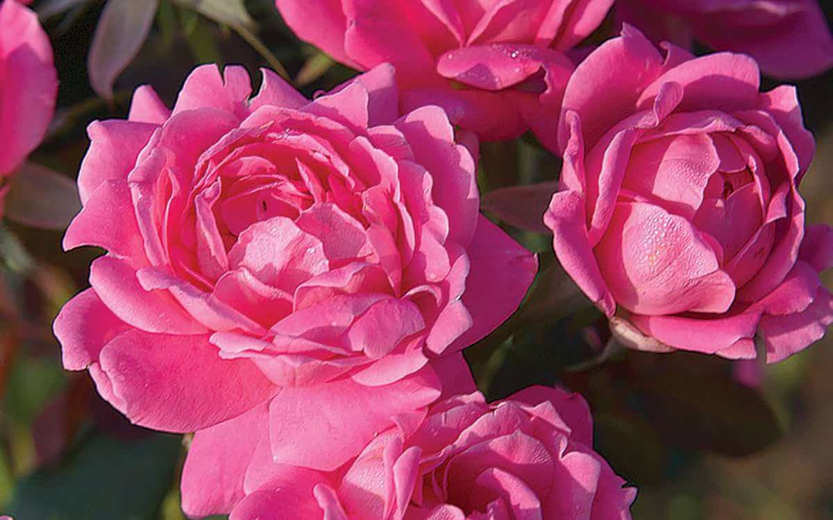 گل محمدی تازه کاشان؛ زرد قرمز صورتی 3 کاربرد دارویی زینتی خوراکی