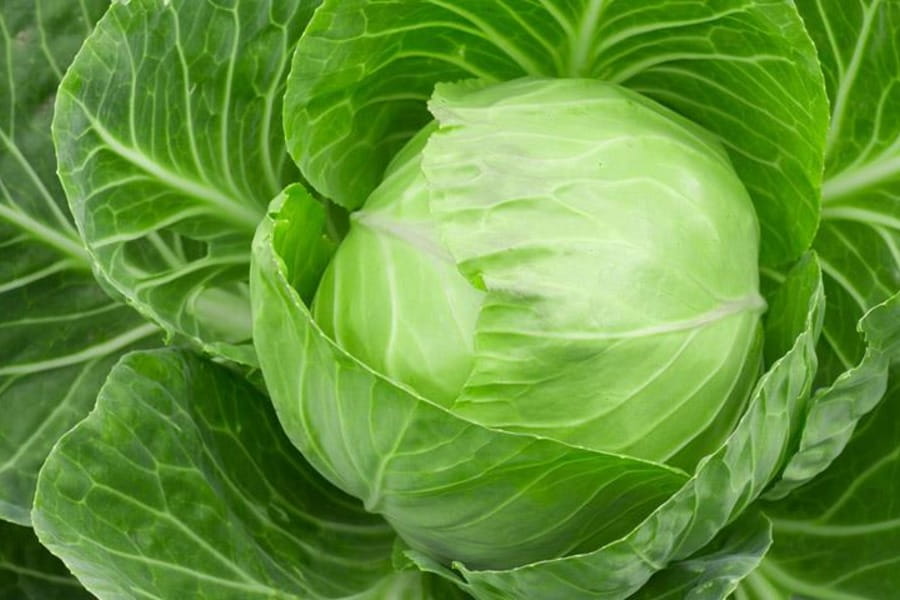 کلم گل پیچ (صیفی جات) درمان دیابت کم خونی مناسب سالاد غذا