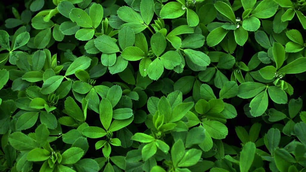 یونجه خشک؛ ارگانیک سالم کم کالری کنترل بیماری دیابت
