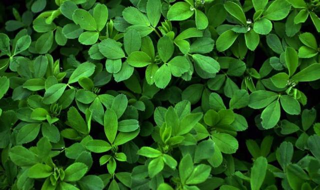 یونجه خشک؛ ارگانیک سالم کم کالری کنترل بیماری دیابت