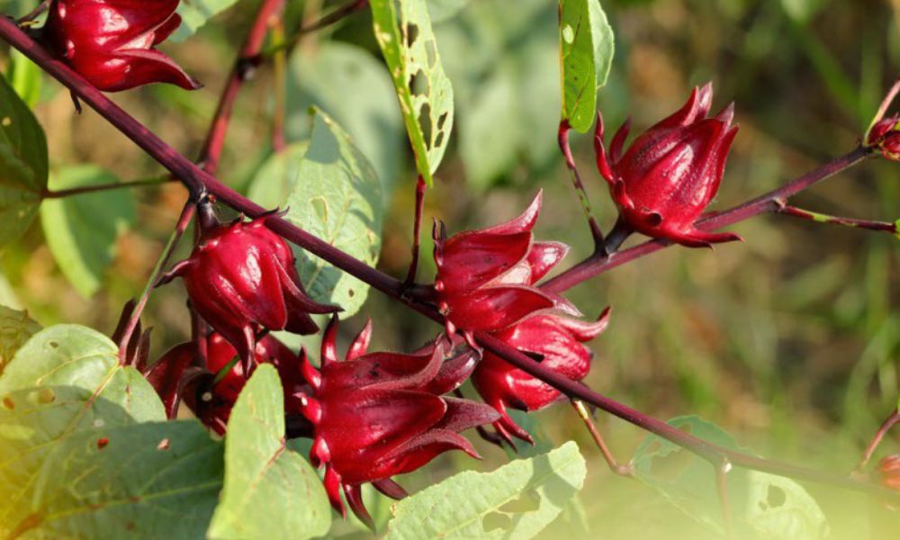 بذر گیاه چای؛ نوشیدنی گرم خوش عطر حاوی 77 درصد آب