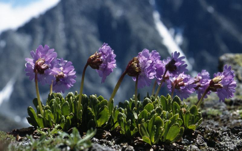 گیاهان دارویی کوهی مازندران؛ تازه معطر تقویت سیستم دفاعی بدن