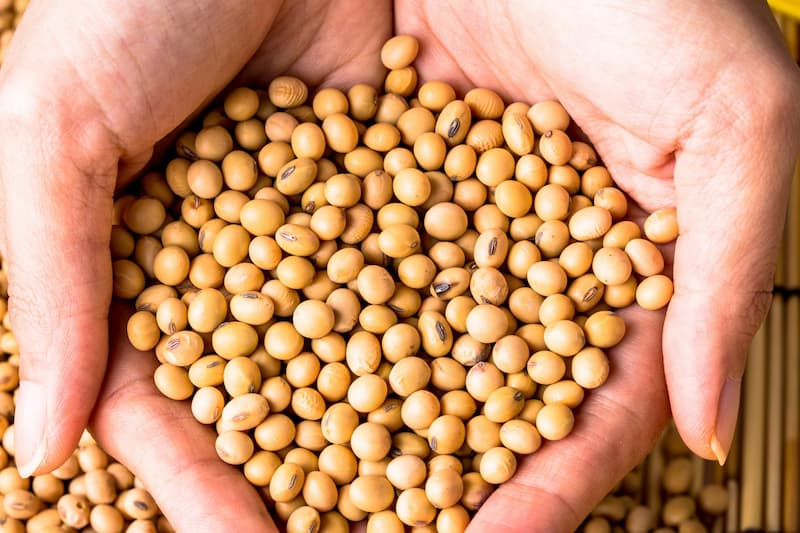 سویا خوراک طیور؛ حاوی پروتئین اسید آمینه ضد حساسیت تقویت گوارش