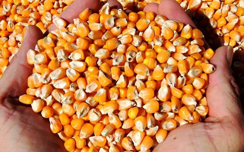 ذرت دامی ایرانی؛ علوفه ای دانه ای گزانتوفیل کارتنوئید نشاسته زرد قرمز