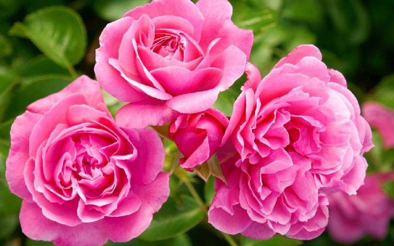 گل محمدی در زنجان (گل گلاب) شکل بوته استوانه ای مقاوم برابر خشکسالی