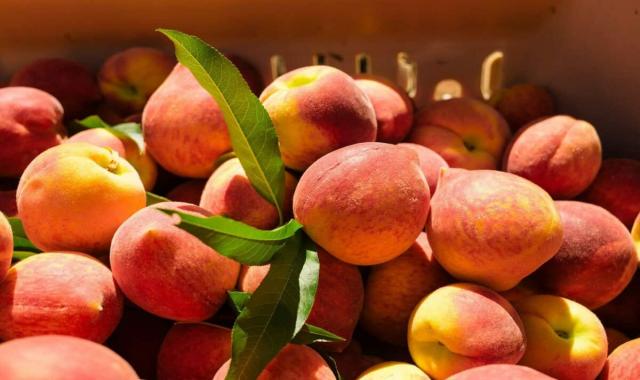 هلو کاردی؛ درمان سرطان وارداتی ویتامین C زرد نارنجی