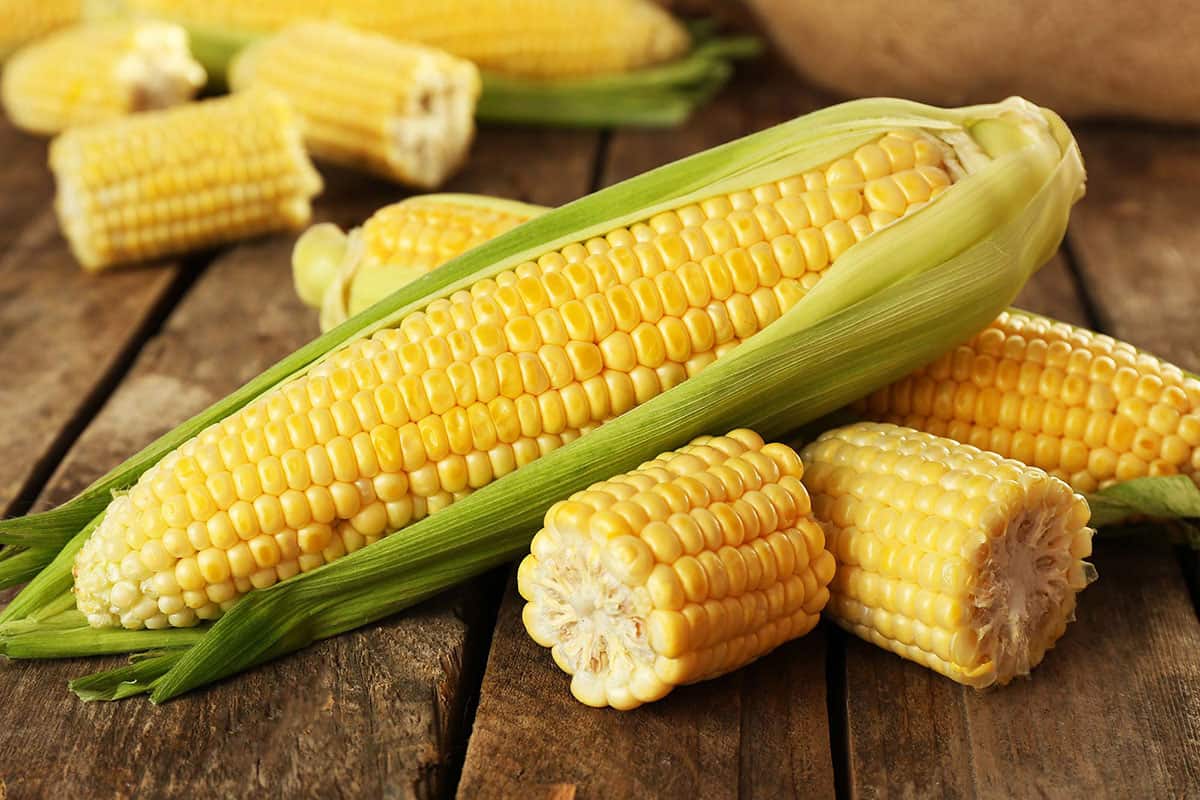 ذرت علوفه ای تخمیر شده؛ زرد ارگانیک حاوی مواد مغذی fodder corn