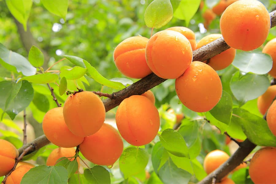 زردآلو عسگرآباد؛ طلایی نارنجی 3 استفاده مربا کمپوت ترشی