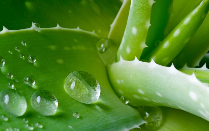 آلوئه ورا برای کک و مک؛ مناسب تولید ژل شامپو حاوی ویتامین درمان اگزما