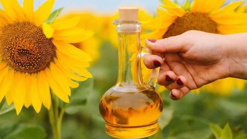 روغن زیتون برای مو؛ عطر طعم خاص رفع شوره سر بدون ناخالصی