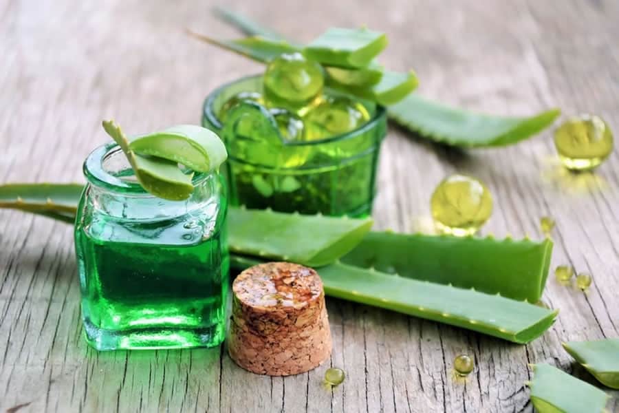 گیاه آلوئه ورا در طب نوین (صبر) بهبود نفخ یبوست رفع بوی دهان Aloe vera