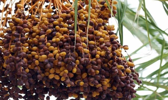 خرما تبریز؛ بسته بندی ظروف پلاستیکی کارتن مستطیلی مناسب کشور عمان