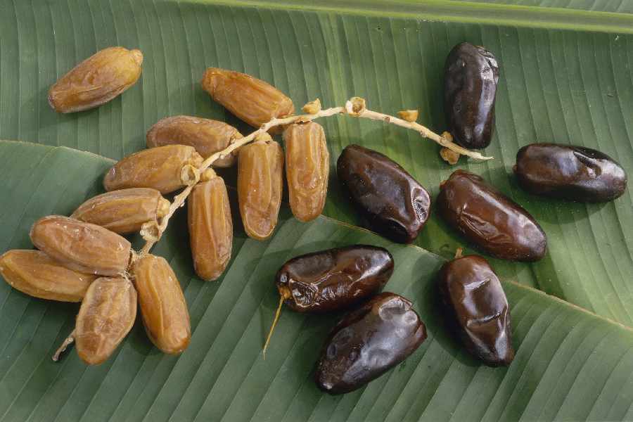 خرمای دانه ای؛ مضافتی رطب پیارم 2 مدل خشک شیره دار