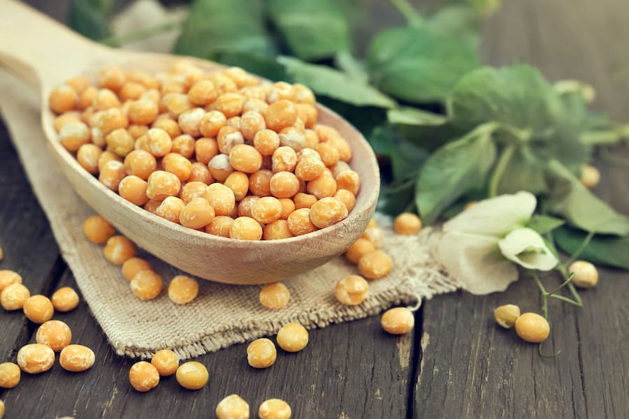 نخود زرد در آذرشهر؛ زرد کرم سیاه ویتامین Chickpea