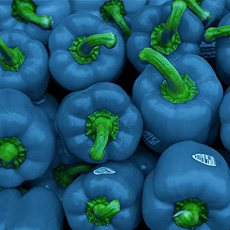 فلفل دلمه ای آبی؛ گلخانه ای حاوی Vitamin مناسب تنظیم کلسترول قند خون