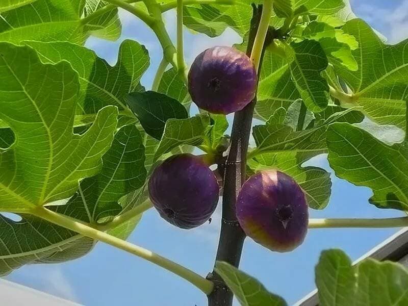 انجیر کوهی برای سلامتی؛ ریز پوست نازک ضد سرفه شیرین