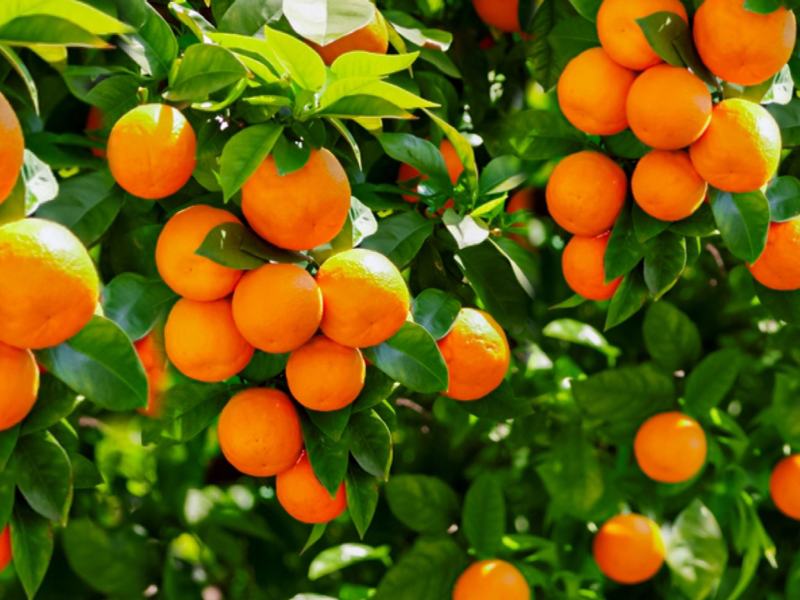 پرتقال خوشه ای جهرم؛ تامسون رفع کم خونی اضطراب حاوی carbohydrate