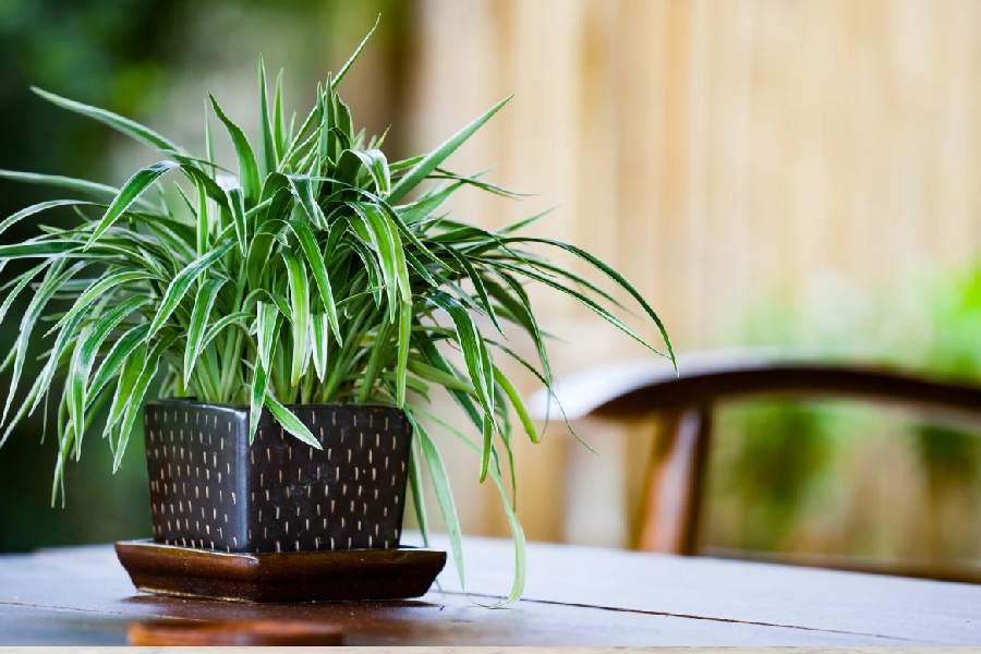 گیاهان آپارتمانی سایه دوست؛ سانسوریا قاشقی پوتوس مقاوم برابر نور