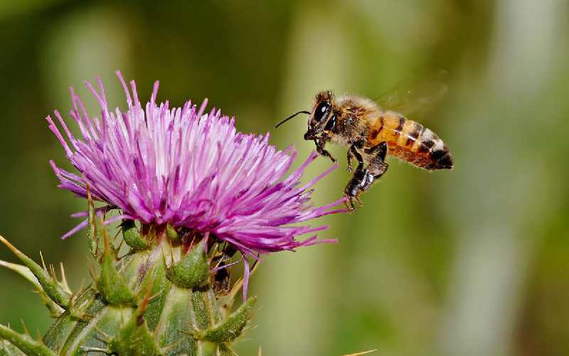 خار مریم ضد سرطان (گیاه دارویی) تیغ دار بنفش حاوی فیبر سلولز