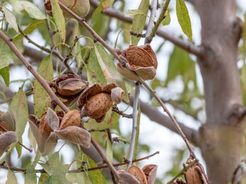 بادام سنگی شور؛ قهوه ای روشن سفت بو داده مس امکا 3