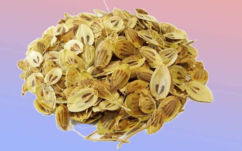 گلپر پودر شده؛ تقویت حافظه معده مناسب ترشی PIZZA