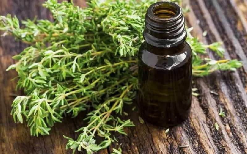 گیاه دارویی ضد عفونت؛ پنیرک آویشن پونه درمان سیستم تنفسی ادراری