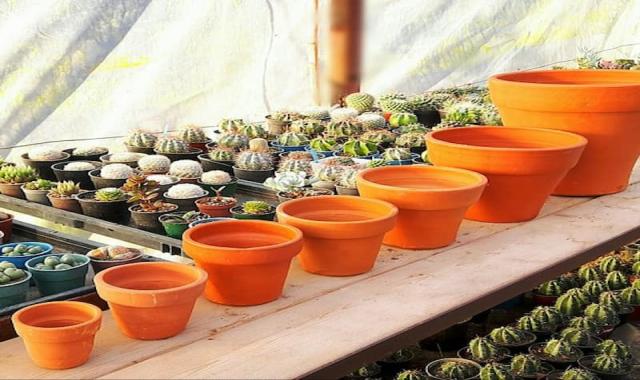 گلدان سفالی در کرمان؛ کشت گیاه مقاوم مستطیل Kerman