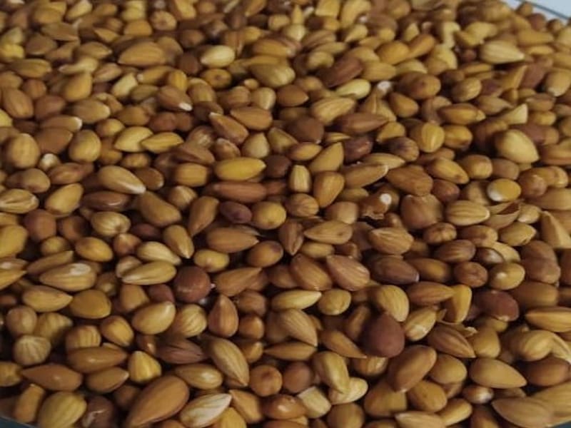 بادام کوهی شهرکرد؛ پوست تر خشک درخت قهوه ای روشن