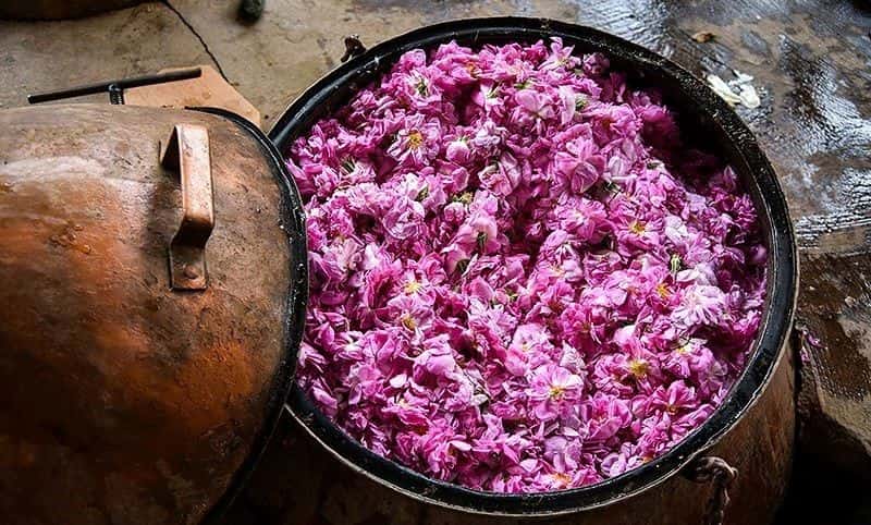 گلاب طبیعی کاشان؛ خالص شفاف درمان رفلاکس معده حاوی ویتامین C E