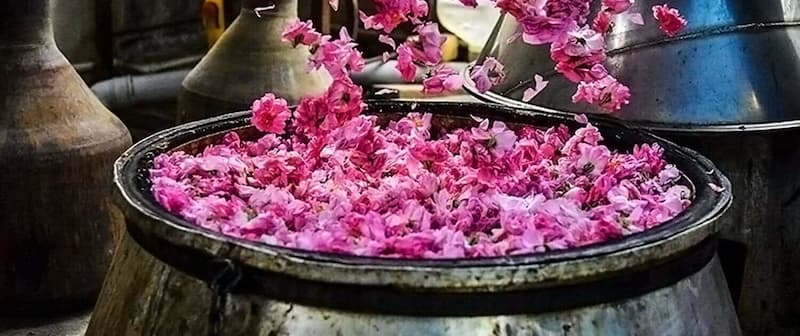 گلاب قمصر قم؛ دو آتیشه حاوی آنتی اکسیدان درمان جوش لک