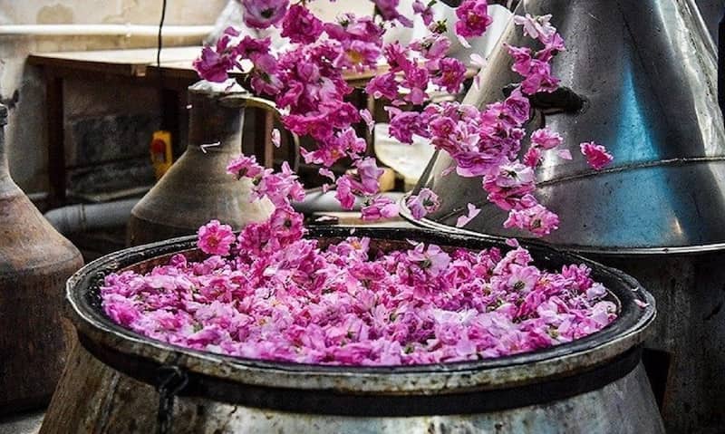 گلاب دو لیتری؛ سنگین سبک درمان افسردگی 70 عیار