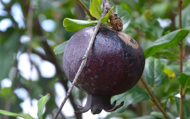 انار سیاه برای ریه؛ پوست سیاه آبدار درمان آرتروز تسکین درد Pomegranate
