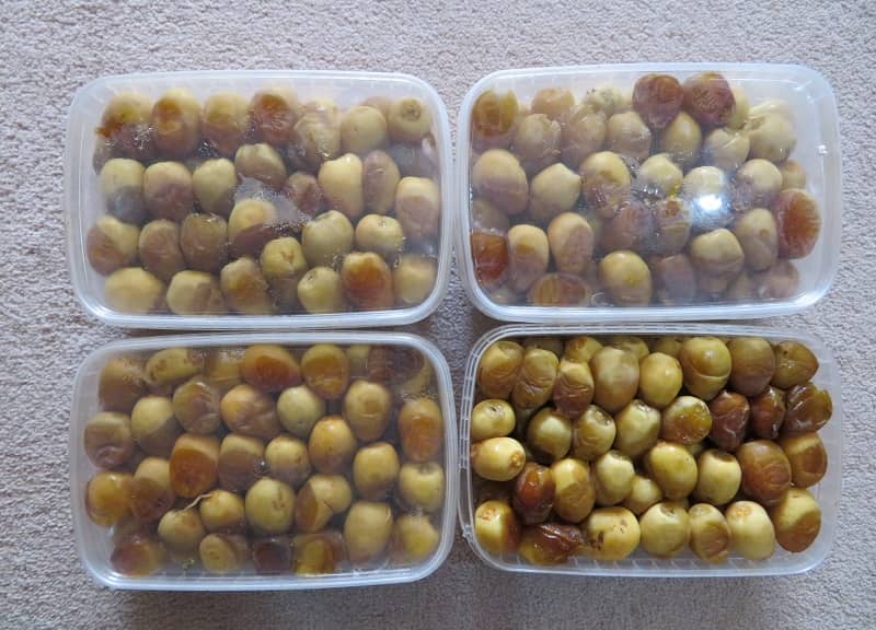 خرما برحی بوشهر؛ شیره دار یکدست بدون خرابی کشت جنوب