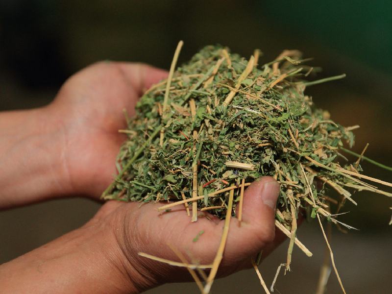 خوراک دام خارشتر؛ گیاهی صنعتی پاکسازی روده تصفیه خون حاوی Antioxidants