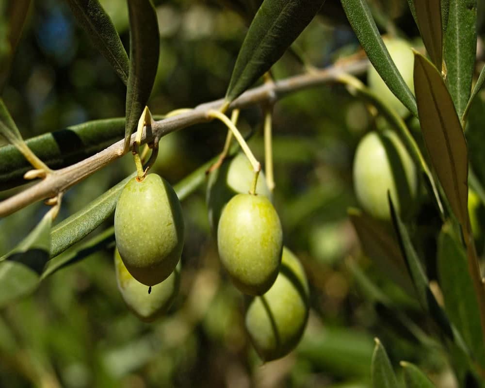 زیتون جنوب (گوآوا) آهن فسفر آنتی اکسیدان 2 نوع فله بسته بندی