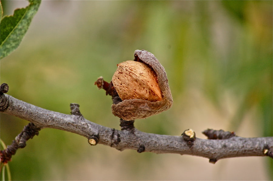 بادام درختی 1401 با پوست؛ سنگی منقا بسته بندی 1 کیلویی