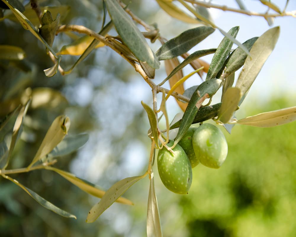 زیتون تک نفره مهراد؛ روغنی 3 مدل (زرد سبز سیاه) دزفول