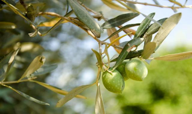 زیتون تک نفره مهراد؛ روغنی 3 مدل (زرد سبز سیاه) دزفول